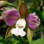 Cattleya leopoldii